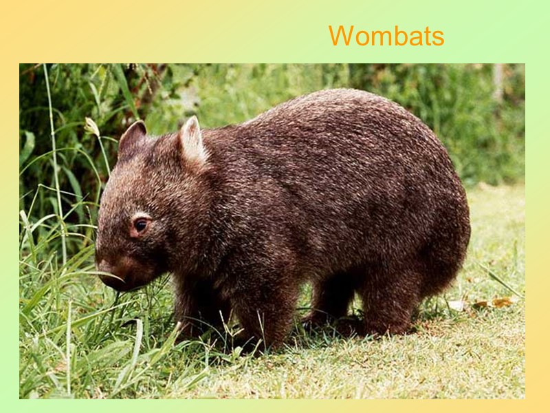 48 Wombats